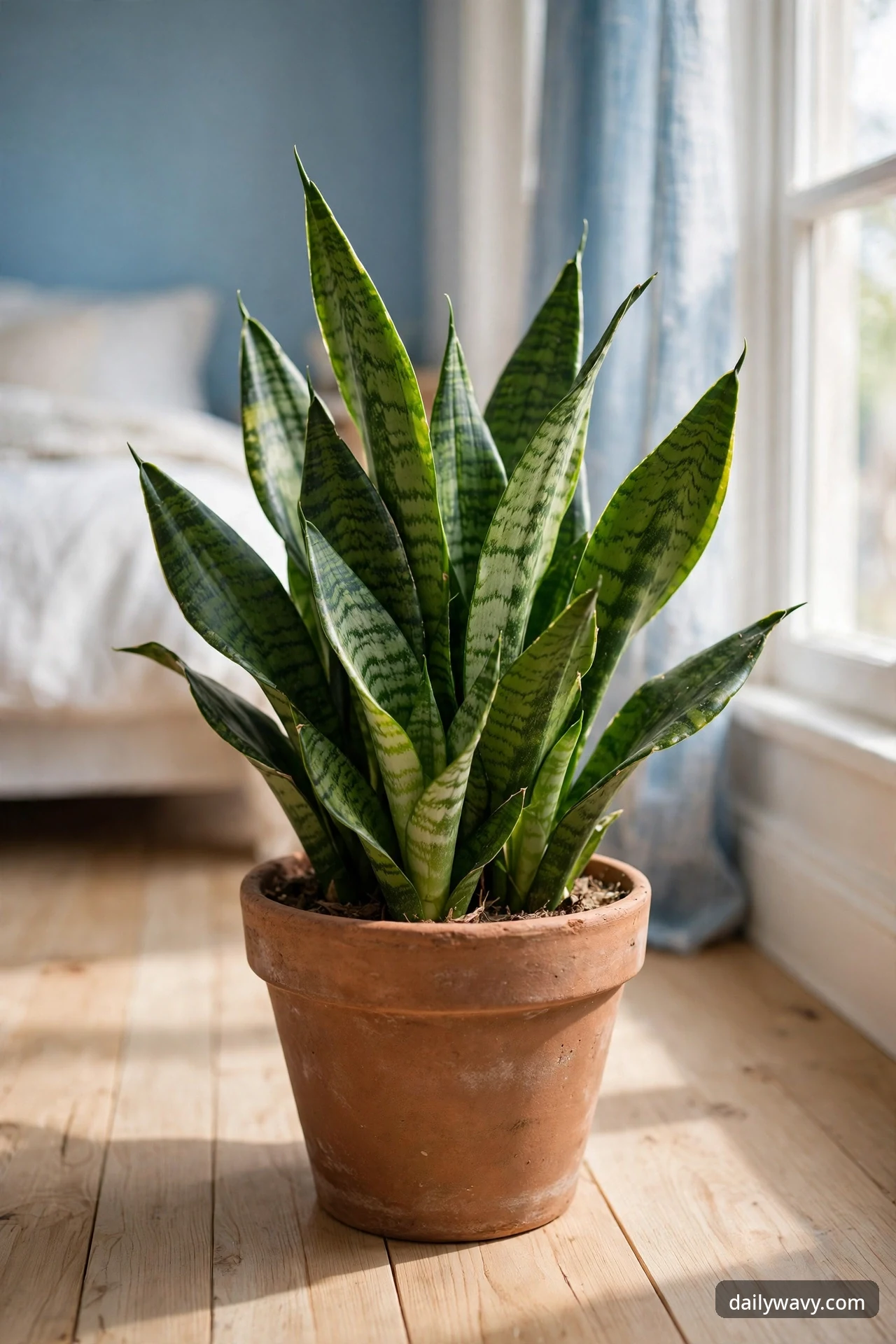 Snake plant with tall variegated leaves in a terracotta pot on a wooden bedroom floor near a bright window