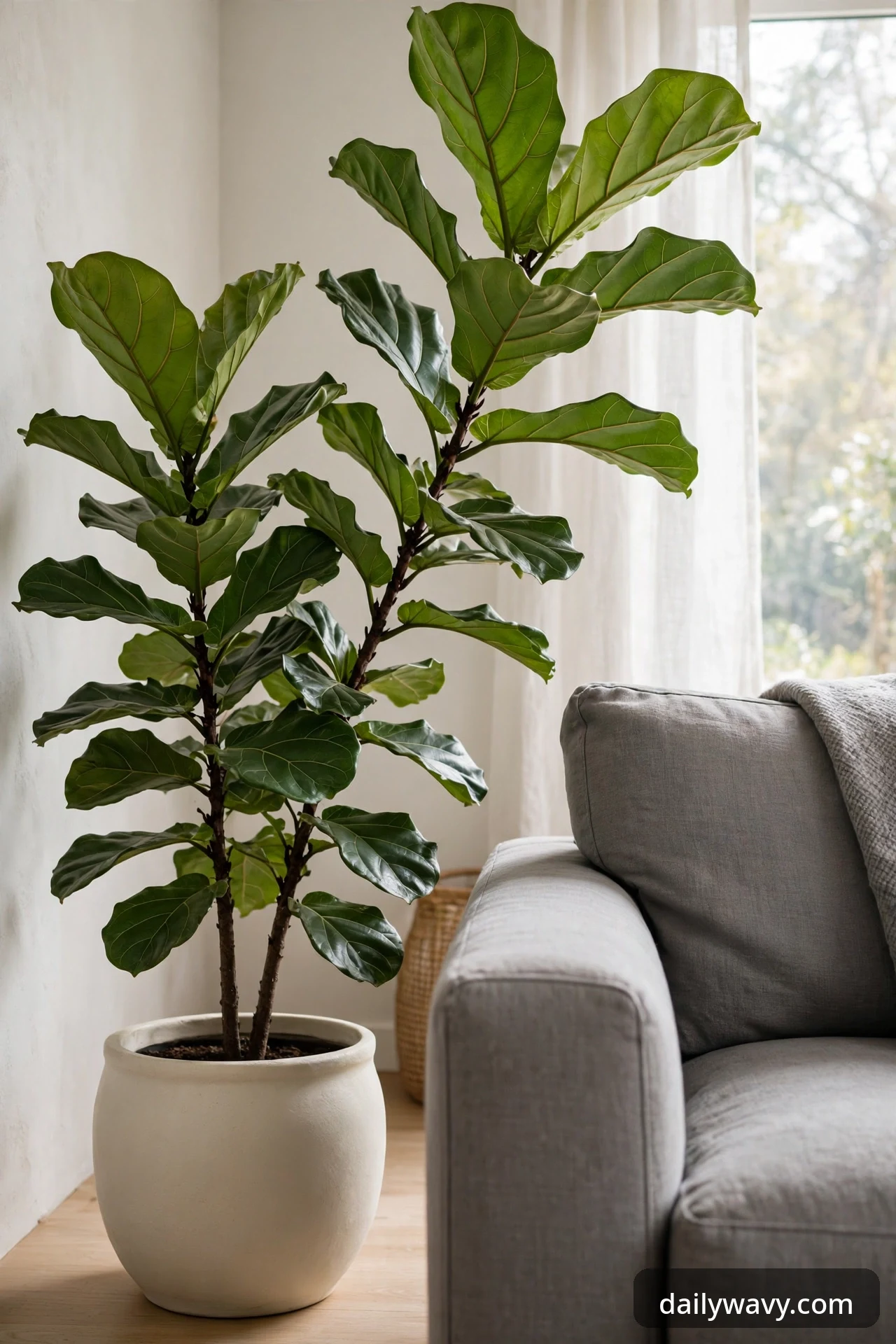 Tall leafy plant in a ceramic pot beside a gray sofa arm.