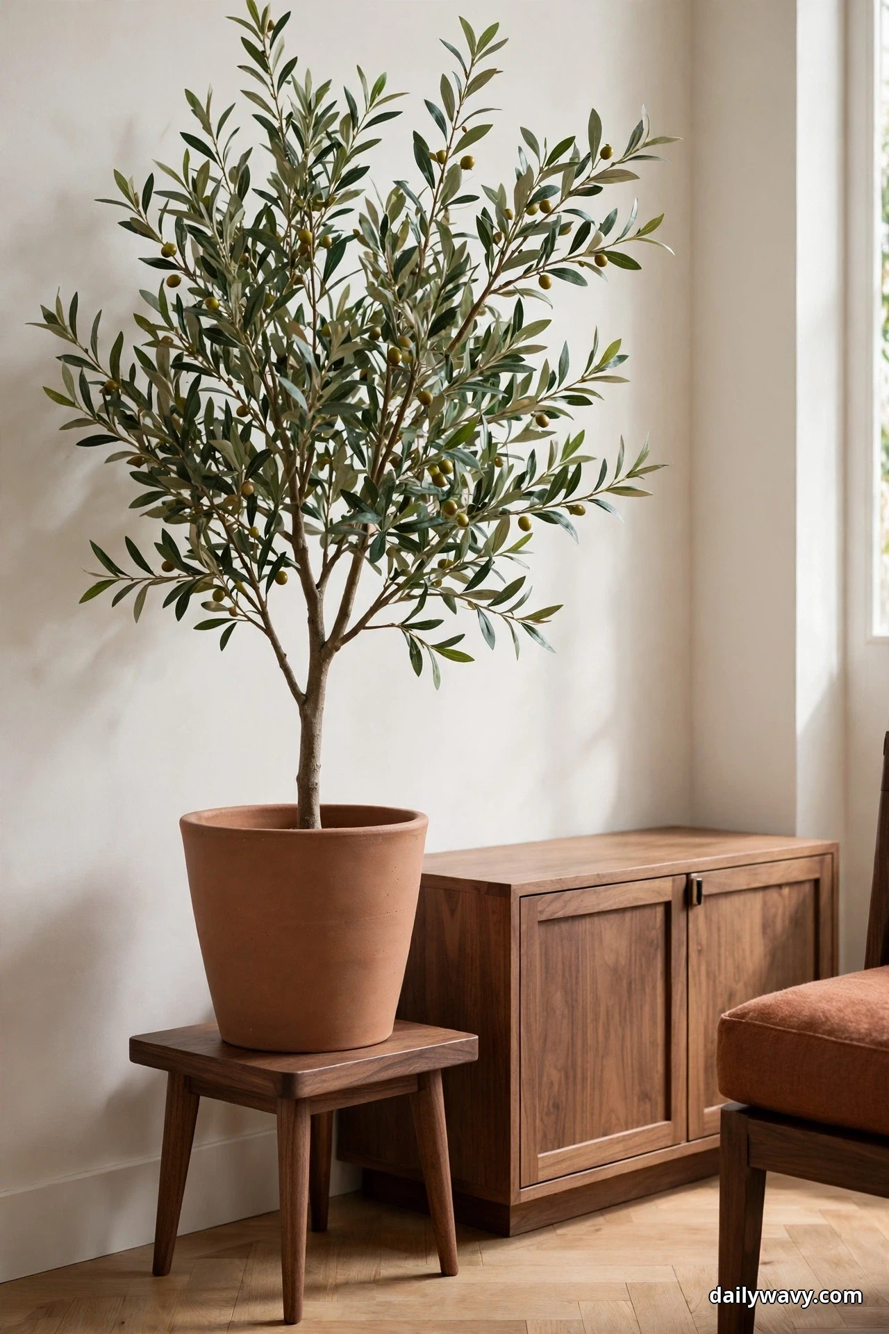 A tall olive tree in a large matte terracotta pot stands on a short walnut plant stand beside a low walnut cabinet