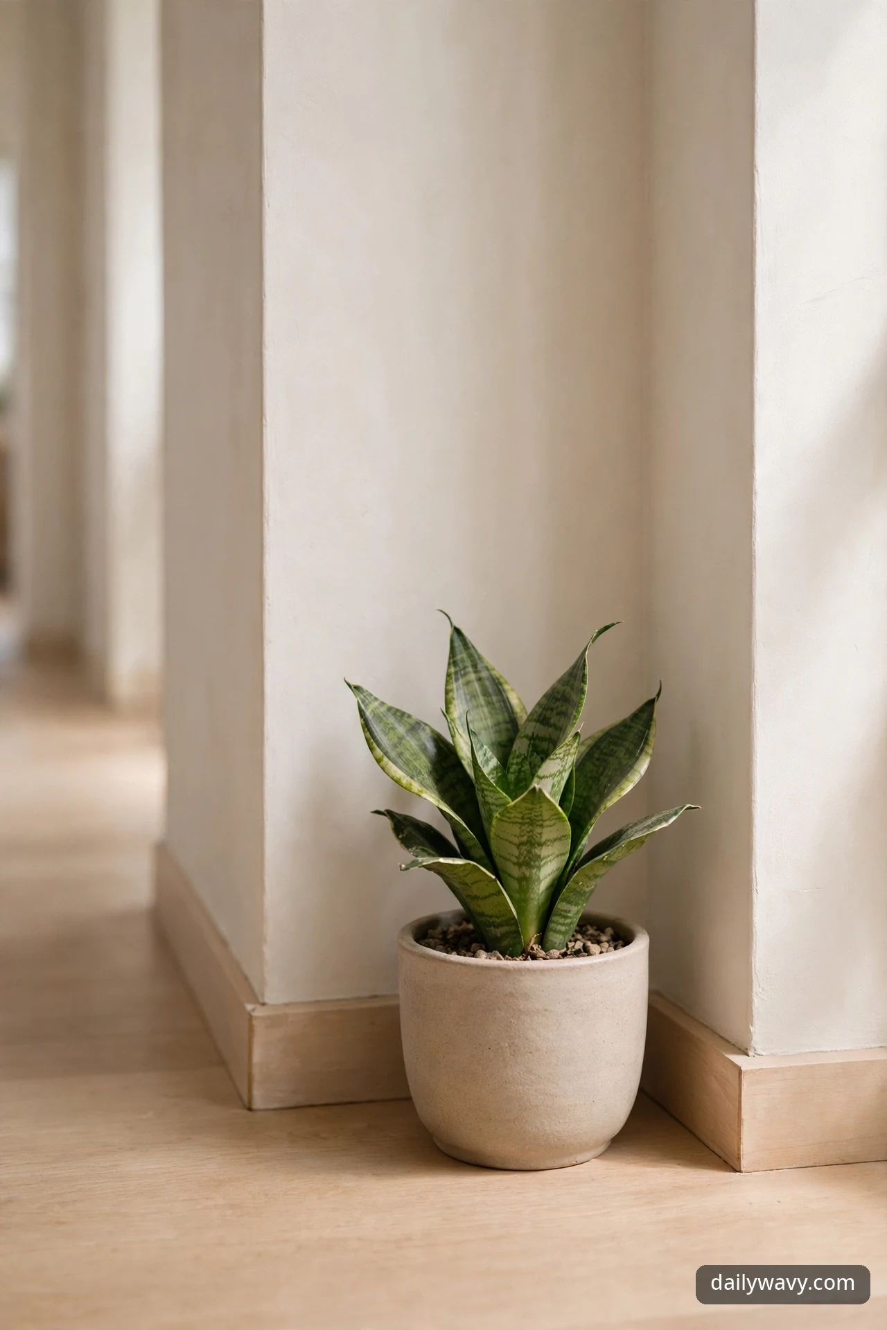 A small snake plant in a matte beige ceramic pot sits in a hallway corner, clear of the walking lane.